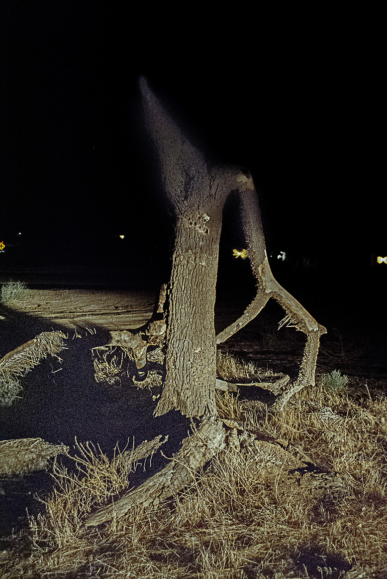 joshua tree at night
